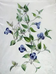 Blumenstücke